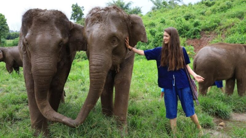 Chiang Mai: Elephant Sanctuary Interactive Tour - Inclusions