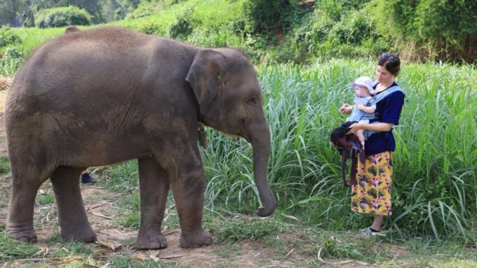 Chiang Mai: Elephant Sanctuary Interactive Tour - Sanctuary Commitment