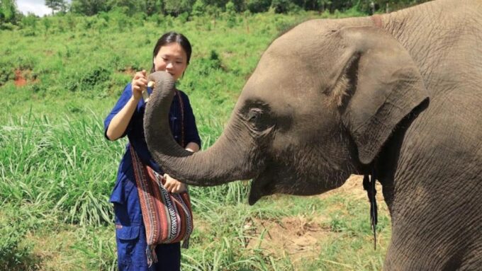 Chiang Mai: Elephant Sanctuary Interactive Tour - Booking and Pricing