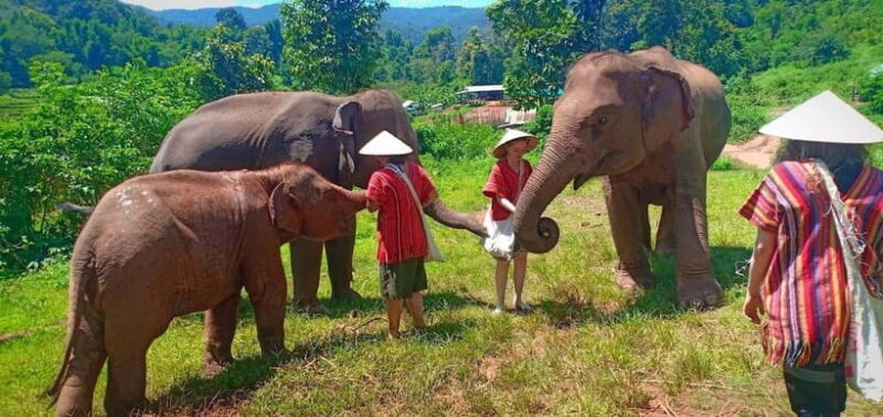Chiang Mai: Elephant Sanctuary Local Hill Tribe Caretakers - Key Points