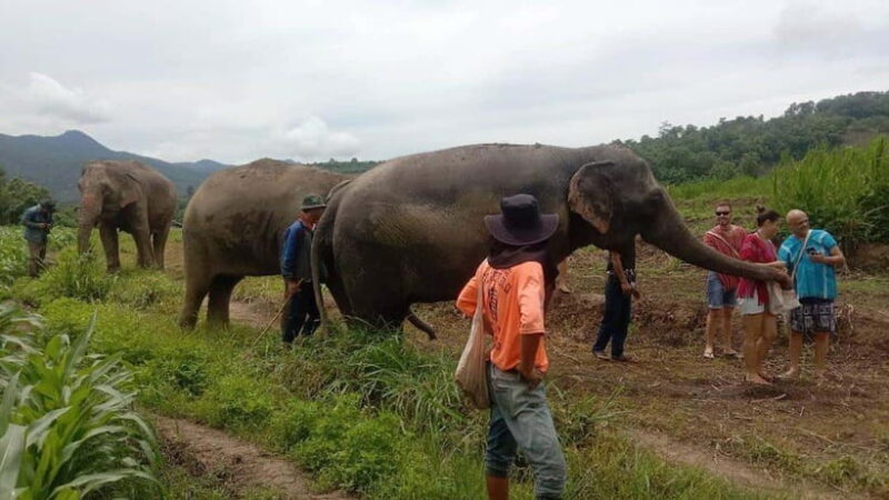 Chiang Mai: Elephant Sanctuary Local Hill Tribe Caretakers - Non-Commercialized Elephant Interactions