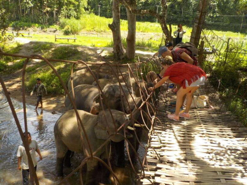 Chiang Mai: Elephant Sanctuary Local Hill Tribe Caretakers - Important Considerations and Recommendations