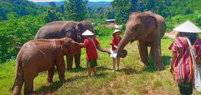 Chiang Mai: Elephant Sanctuary Local Hill Tribe Caretakers - Morning and Afternoon Pickup Options