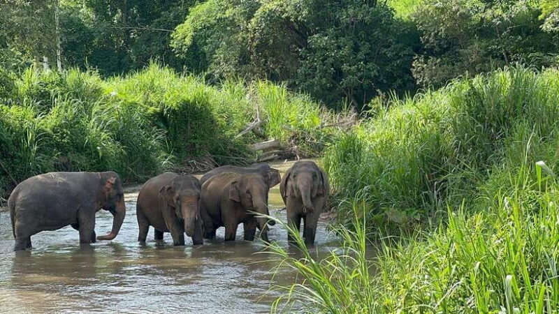 Chiang Mai: Elephant Sanctuary, Monk Trail & Doi Suthep Tour - Key Points