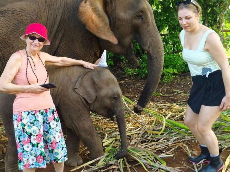Chiang Mai: Elephant Sanctuary, Monk Trail & Doi Suthep Tour - Highlights of the Itinerary