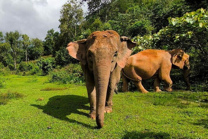 Chiang Mai Elephant Sanctuary Observation and Bamboo Rafting - Key Points