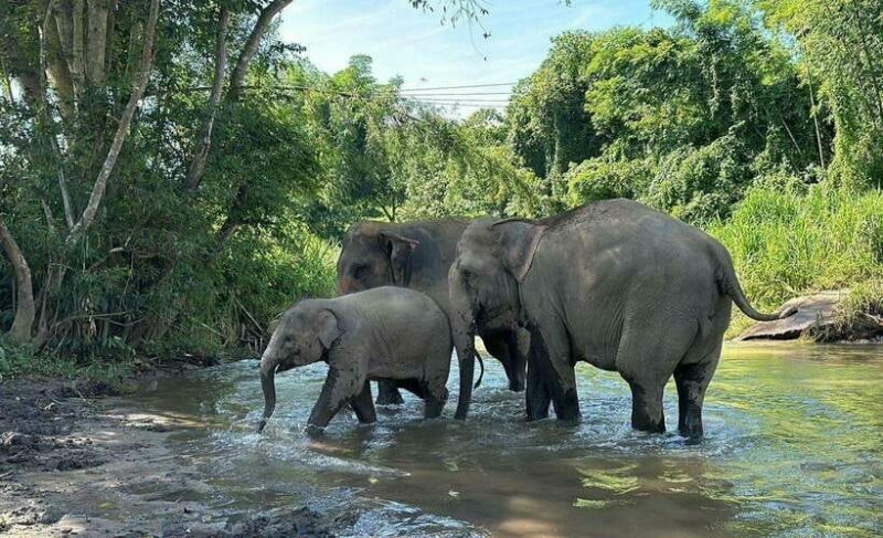 Chiang Mai: Elephant Sanctuary, Waterfall & Bamboo Rafting - FAQ