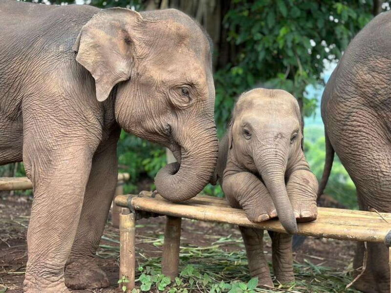 Chiang Mai: Elephant Sanctuary, Waterfall & Bamboo Rafting - Key Points