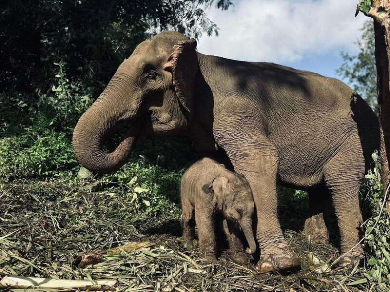 Chiang Mai: Elephant Sanctuary, Waterfall & Bamboo Rafting - Itinerary and Experience