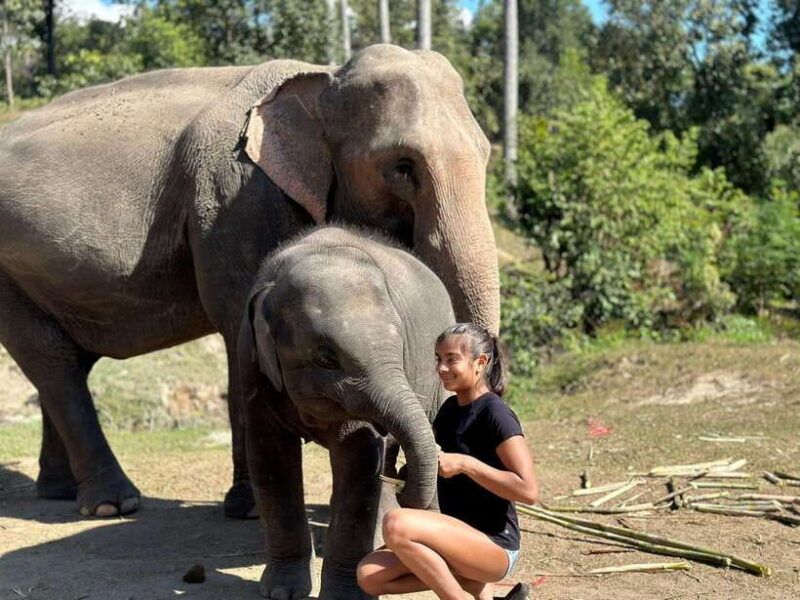 Chiang Mai: Elephant Sanctuary, Waterfall & Bamboo Rafting - Customer Reviews and Feedback