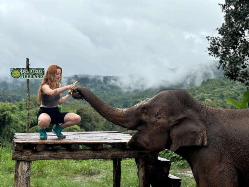 Chiang Mai: Elephant Sanctuary, Waterfall & Bamboo Rafting - Ethical Treatment of Elephants