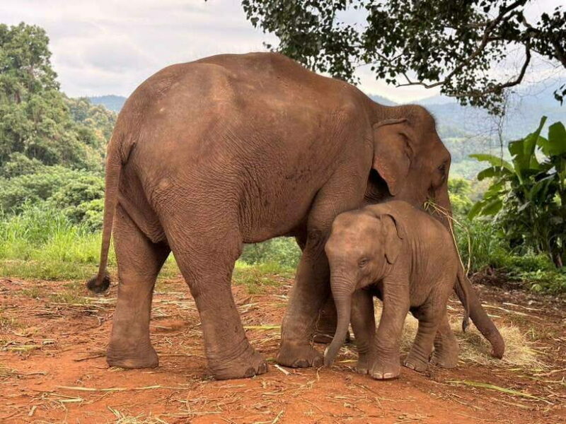 Chiang Mai: Elephant Sanctuary & Waterfall Group Tour - Key Points