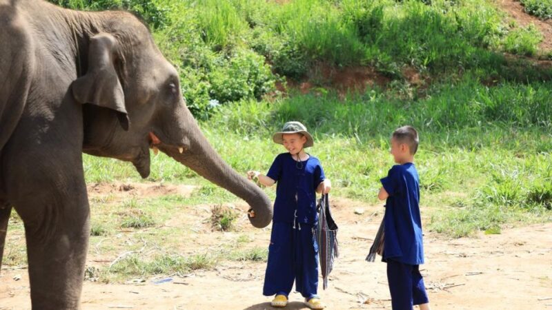 Chiang Mai: Elephant Sanctuary With Lunch Day Tours - Key Points