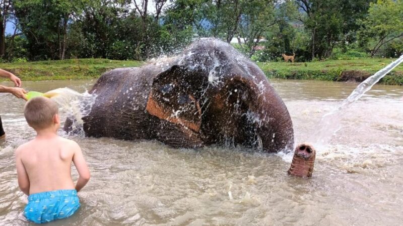 Chiang Mai: Elephant Sanctuary With Lunch Day Tours - Important Information