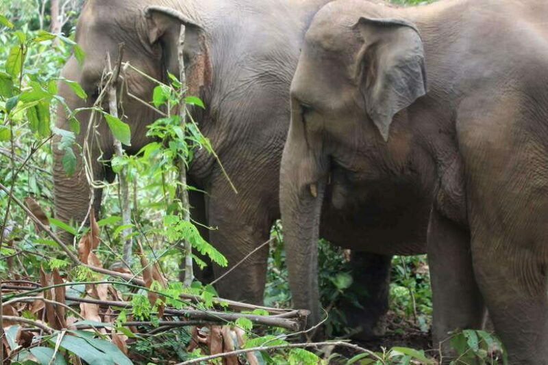 CHIANG MAI ELEPHANT VILLAGE SANCTUARY JUNGLE ADVENTURE - Who Will Love This Tour?