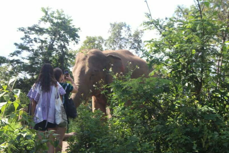 CHIANG MAI ELEPHANT VILLAGE SANCTUARY JUNGLE ADVENTURE - The Sum Up