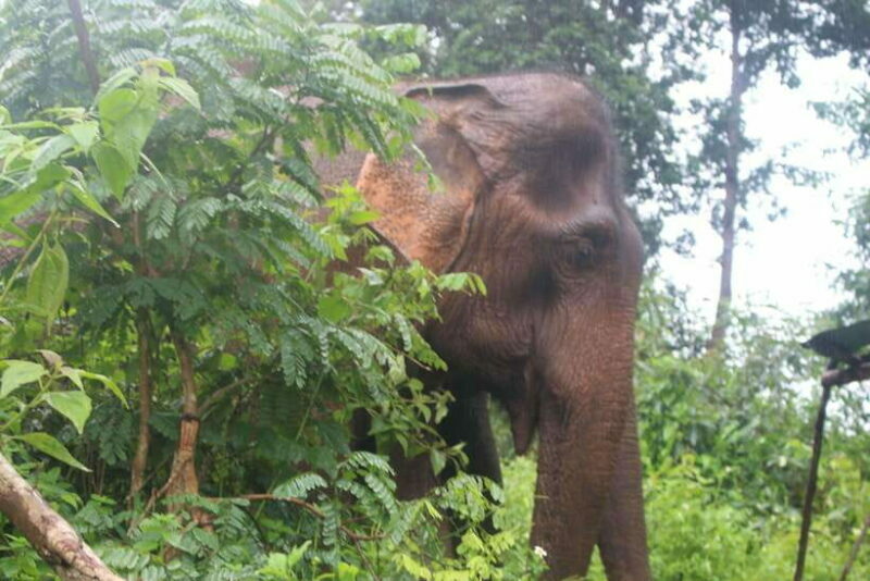 CHIANG MAI ELEPHANT VILLAGE SANCTUARY JUNGLE ADVENTURE - FAQs