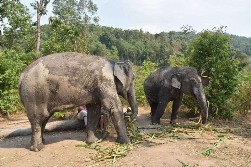 Chiang Mai Elephant Village Sanctuary Visit With Waterfall! - What to Bring