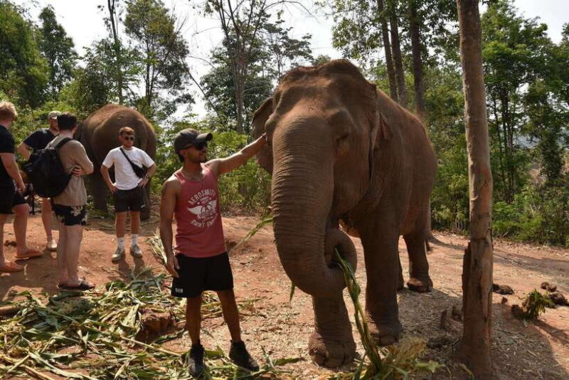 Chiang Mai Elephant Village Sanctuary Visit With Waterfall! - Customer Feedback and Considerations