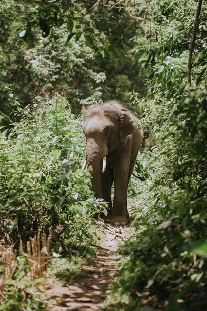 Chiang Mai: Elephants Sanctuary, Waterfalls, Trekking 2 Days, Sleep 1 Night - Key Points