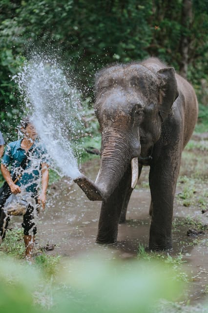 Chiang Mai: Elephants Sanctuary, Waterfalls, Trekking 2 Days, Sleep 1 Night - Overnight Jungle House Stay