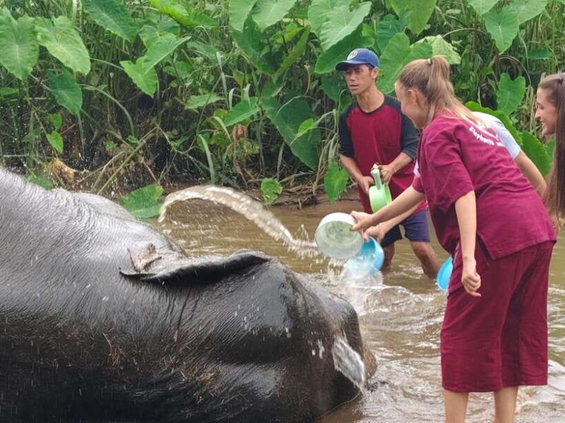 Chiang Mai: Elephants, Sticky Waterfalls, Market and Temple - Key Points