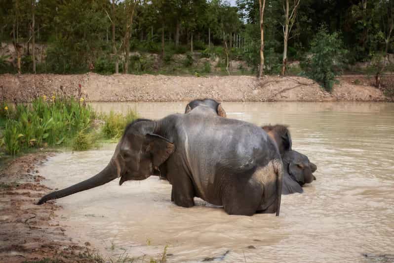 Chiang Mai: Ethical Elephant Encounter Feeding Program - Inclusions and Amenities