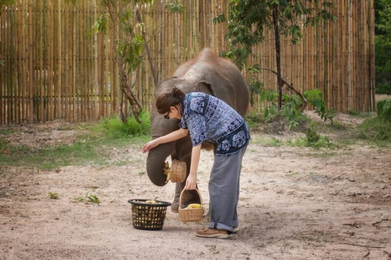 Chiang Mai: Ethical Elephant Encounter Feeding Program - Rules and Regulations