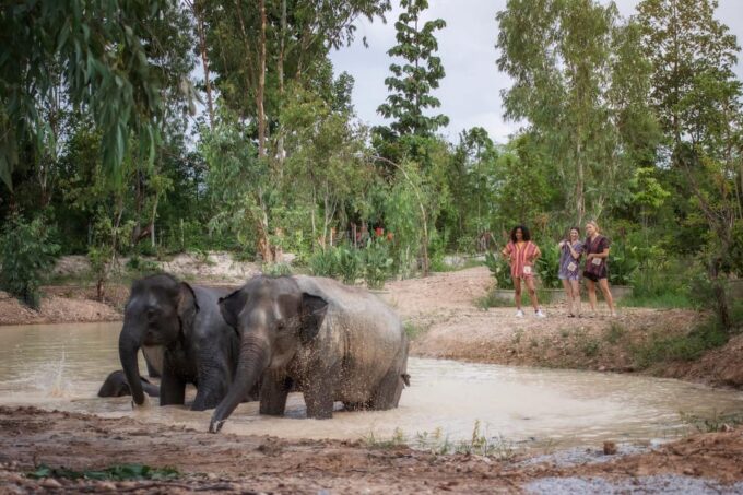 Chiang Mai: Ethical Elephant Encounter Feeding Program - Pricing and Availability