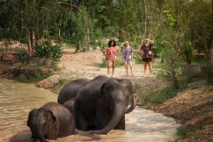 Chiang Mai: Ethical Elephant Encounter Feeding Program - Visiting the Sanctuary
