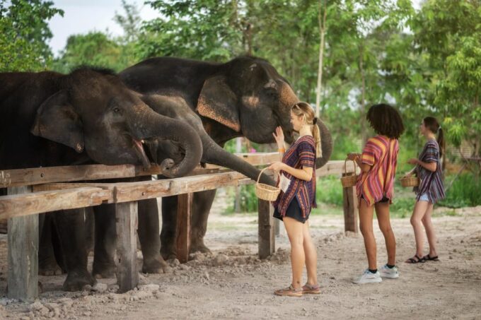 Chiang Mai: Ethical Elephant Encounter Feeding Program - Frequently Asked Questions