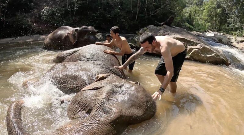 Chiang Mai : Ethical Elephant Sanctuary and ATV Adventure - Elephant Interaction