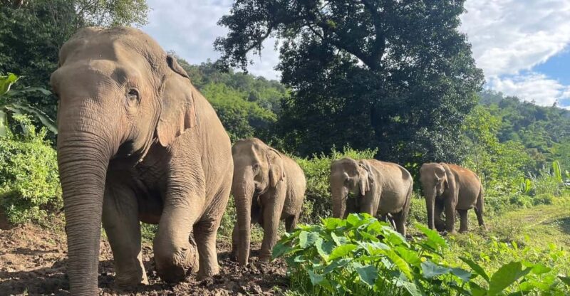 Chiang Mai: Ethical Elephant Sanctuary Day Tour & Lunch - Key Points