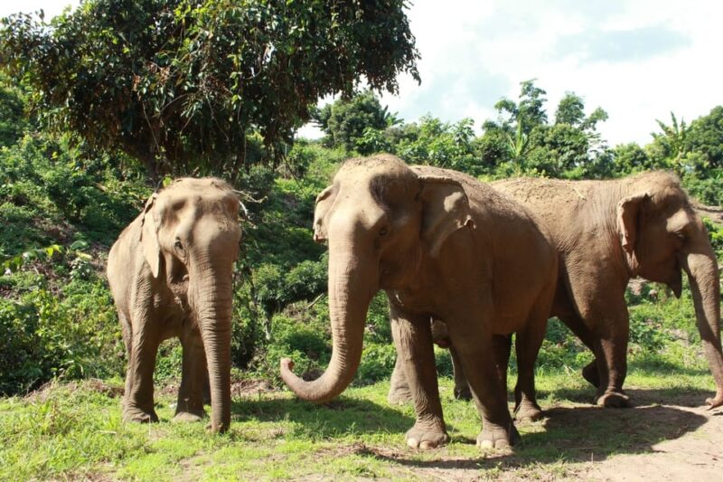 Chiang Mai: Ethical Elephant Sanctuary Day Tour & Lunch - Sanctuary Experience