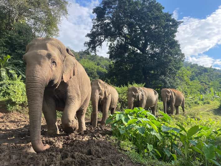 Chiang Mai: Ethical Elephant Sanctuary Day Tour & Lunch - Itinerary Highlights