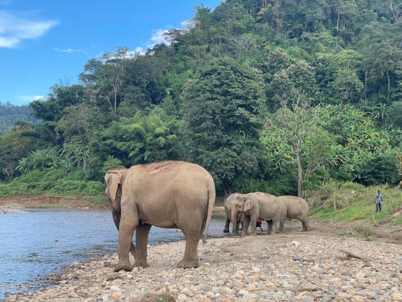 Chiang Mai: Ethical Elephant Sanctuary Day Tour & Lunch - Activities Offered