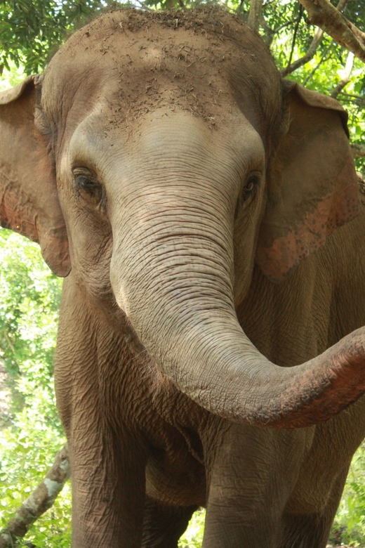 Chiang Mai: Ethical Elephant Sanctuary Day Tour & Lunch - Pickup and Return