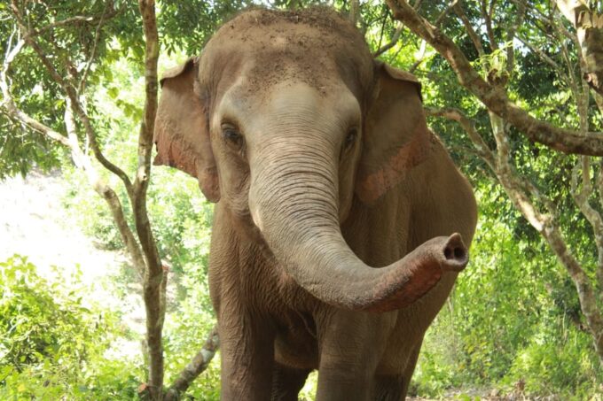 Chiang Mai: Ethical Elephant Sanctuary Day Tour & Lunch - Additional Details