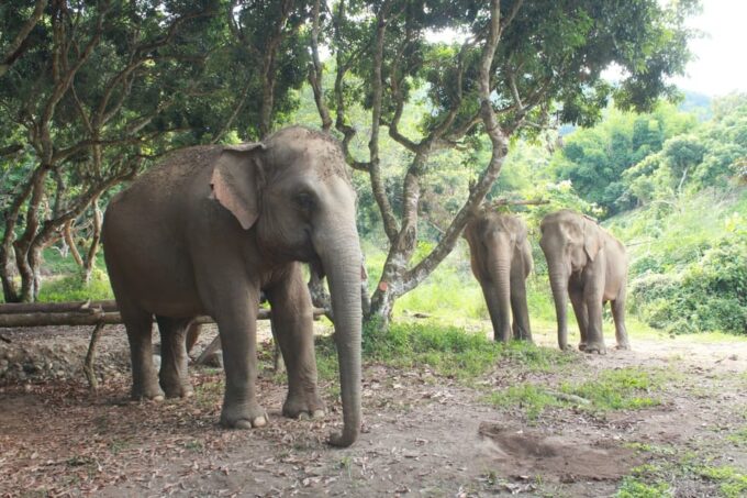 Chiang Mai: Ethical Elephant Sanctuary Day Tour & Lunch - Visitor Guidelines