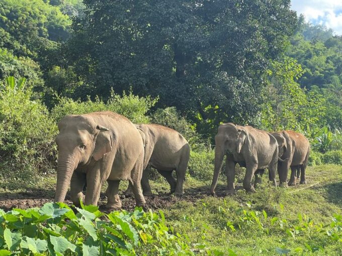 Chiang Mai: Ethical Elephant Sanctuary Day Tour & Lunch - Frequently Asked Questions