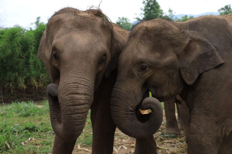 Chiang Mai: Ethical Elephant Sanctuary Full Day Tour & Lunch - Key Points
