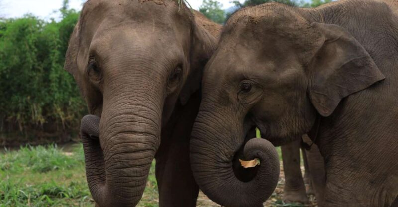 Chiang Mai: Ethical Elephant Sanctuary Full Day Tour & Lunch - Itinerary and Transportation