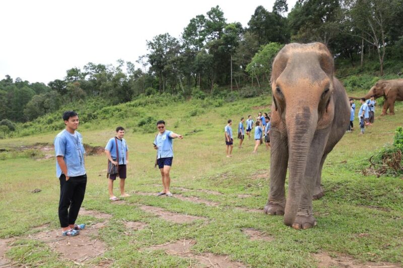 Chiang Mai: Ethical Elephant Sanctuary Full Day Tour & Lunch - Pickup Location and Schedule
