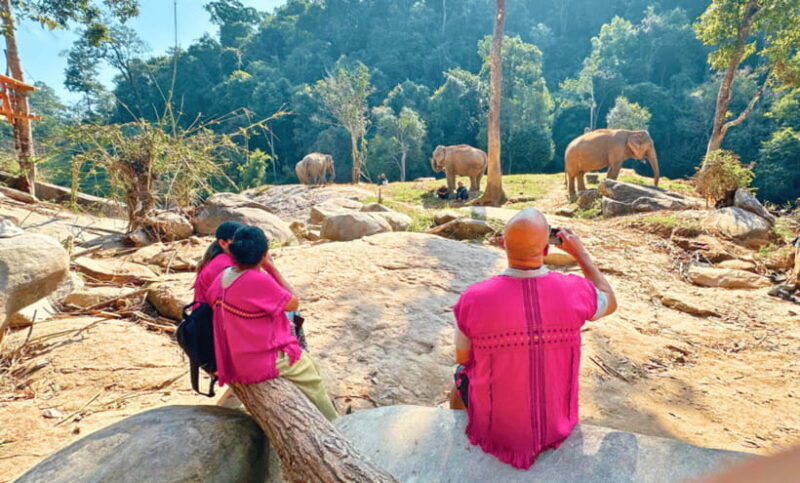 Chiang Mai: Ethical Half Day Elephant Sanctuary & Waterfall - Wildlife Viewing and Interactions