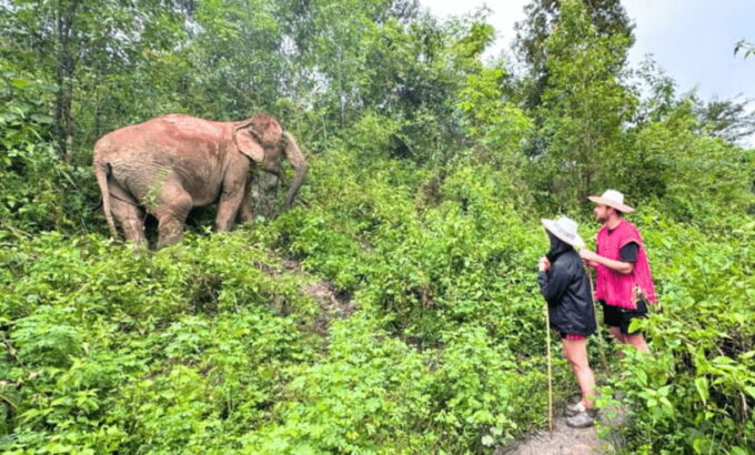 Chiang Mai: Ethical Half Day Elephant Sanctuary & Waterfall - Customer Reviews