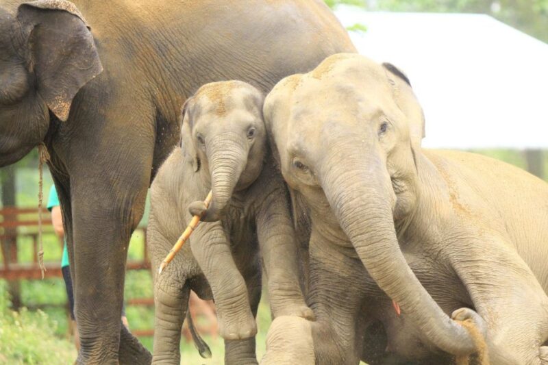 Chiang Mai: Exclusive Elephant Nursery Full-Day Program - Key Points