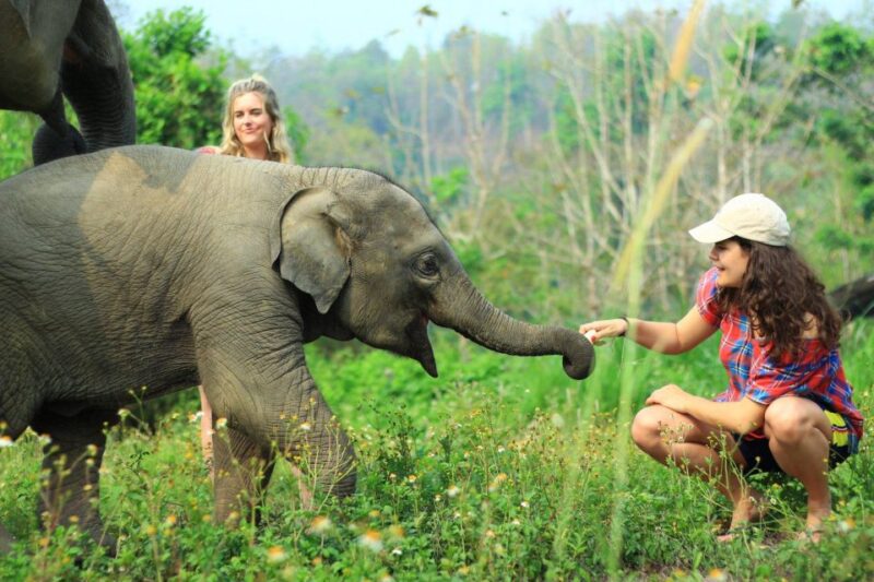 Chiang Mai: Exclusive Elephant Nursery Full-Day Program - Itinerary Highlights