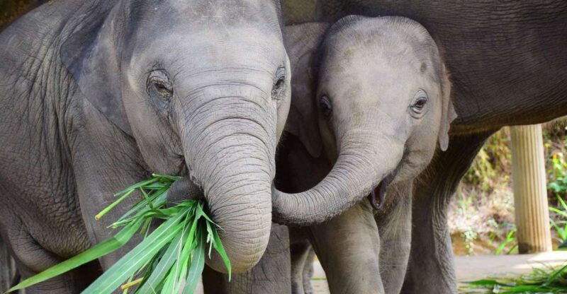 Chiang Mai: Exclusive Elephant Nursery Full-Day Program - Inclusions