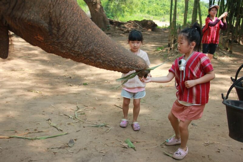 Chiang Mai: Full Day Elephant Eco Park Tour + Bamboo Rafting - Activity Inclusions