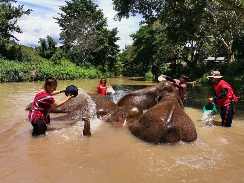 Chiang Mai: Full Day Elephant Eco Park Tour + Bamboo Rafting - Mobility Restrictions